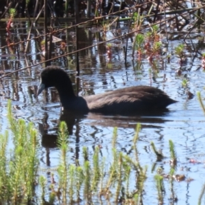 Fulica atra at Wollogorang, NSW - 10 Feb 2023 10:29 AM