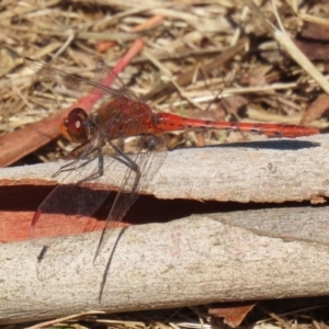 Diplacodes bipunctata at Wollogorang, NSW - 10 Feb 2023