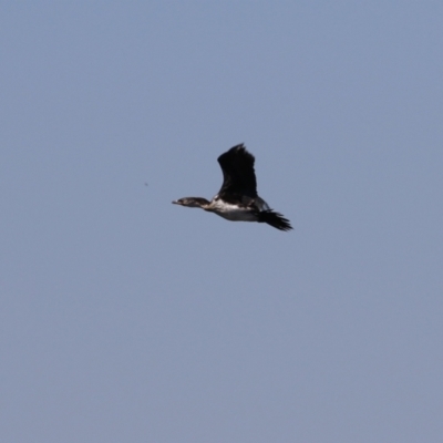 Microcarbo melanoleucos (Little Pied Cormorant) at Wollogorang, NSW - 10 Feb 2023 by RodDeb