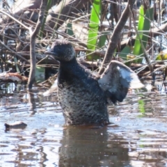 Biziura lobata (Musk Duck) at Wollogorang, NSW - 10 Feb 2023 by RodDeb