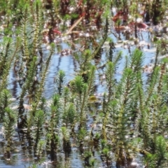 Myriophyllum crispatum (Water Millfoil) at Wollogorang, NSW - 9 Feb 2023 by RodDeb