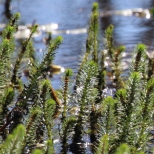 Myriophyllum crispatum at Wollogorang, NSW - 10 Feb 2023