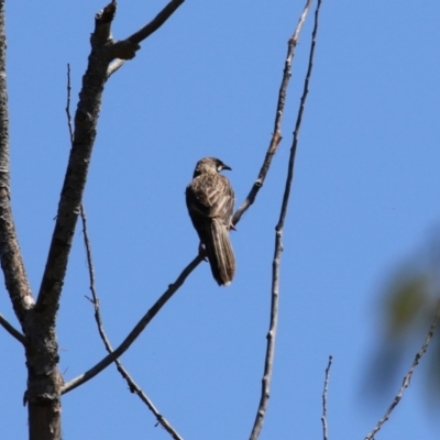 Anthochaera carunculata (Red Wattlebird) at Wollogorang, NSW - 10 Feb 2023 by RodDeb