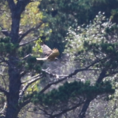 Circus approximans (Swamp Harrier) at Wollogorang, NSW - 9 Feb 2023 by RodDeb