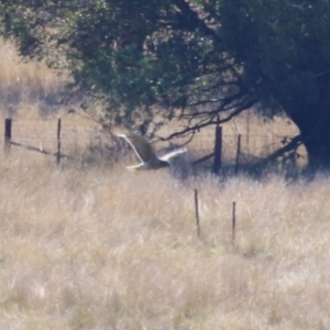 Circus approximans at Wollogorang, NSW - 10 Feb 2023