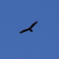 Aquila audax (Wedge-tailed Eagle) at Wollogorang, NSW - 10 Feb 2023 by RodDeb