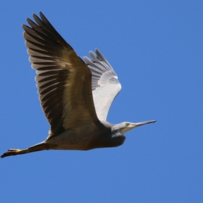 Egretta novaehollandiae (White-faced Heron) at Wollogorang, NSW - 10 Feb 2023 by RodDeb