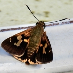 Trapezites symmomus (Splendid Ochre) at Burradoo, NSW - 31 Jan 2023 by GlossyGal