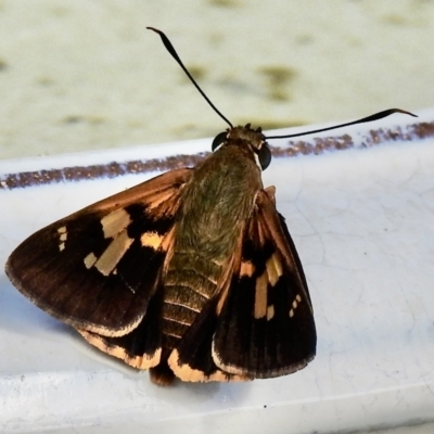 Trapezites symmomus (Splendid Ochre) at Burradoo, NSW - 31 Jan 2023 by GlossyGal