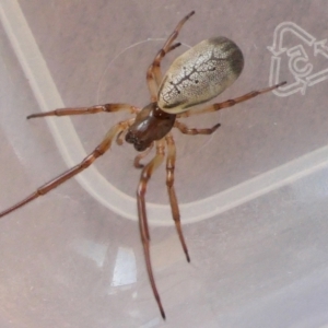 Phonognatha graeffei at Yass River, NSW - 10 Feb 2023