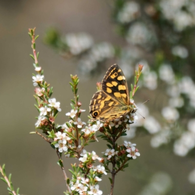 Oreixenica kershawi (Striped Xenica) at Paddys River, ACT - 11 Feb 2023 by DPRees125