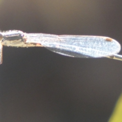 Austrolestes sp. (genus) (Ringtail damselfy) at Borough, NSW - 9 Feb 2023 by Paul4K