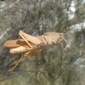 Goniaea australasiae at Borough, NSW - 10 Feb 2023