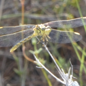 Austrogomphus guerini at QPRC LGA - 11 Feb 2023