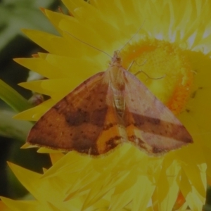 Chrysolarentia perornata at Cotter River, ACT - 10 Feb 2023