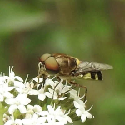 Odontomyia hunteri (Soldier fly) at Mittagong, NSW - 16 Jan 2023 by GlossyGal