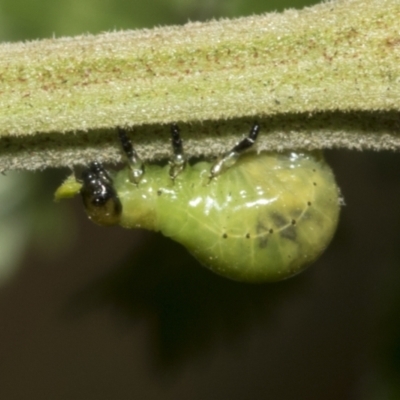 Calomela sp. (genus) (Acacia leaf beetle) at Higgins, ACT - 3 Feb 2023 by AlisonMilton