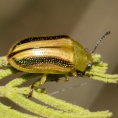 Calomela juncta (Leaf beetle) at Higgins, ACT - 3 Feb 2023 by AlisonMilton