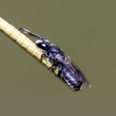 Euryglossa ephippiata (Saddleback Euryglossine Bee) at Higgins, ACT - 3 Feb 2023 by AlisonMilton