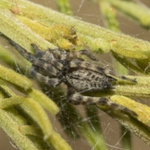 Badumna (genus) at Higgins, ACT - 3 Feb 2023 11:20 AM