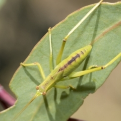 Caedicia simplex (Common Garden Katydid) at Higgins, ACT - 3 Feb 2023 by AlisonMilton