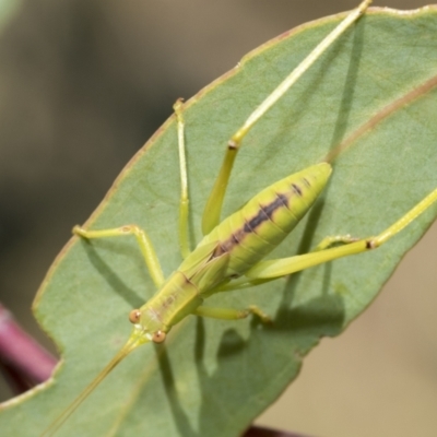 Caedicia simplex (Common Garden Katydid) at Higgins, ACT - 2 Feb 2023 by AlisonMilton