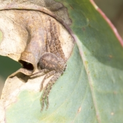 Sparassidae (family) (A Huntsman Spider) at Higgins, ACT - 3 Feb 2023 by AlisonMilton