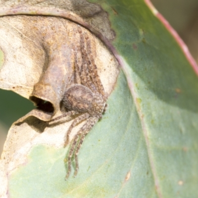 Sparassidae (family) (A Huntsman Spider) at Higgins, ACT - 3 Feb 2023 by AlisonMilton