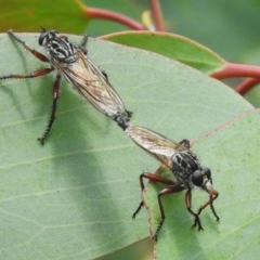 Zosteria sp. (genus) (Common brown robber fly) at Cotter River, ACT - 10 Feb 2023 by JohnBundock