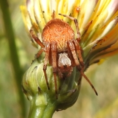 Salsa fuliginata (Sooty Orb-weaver) at Cotter River, ACT - 10 Feb 2023 by JohnBundock