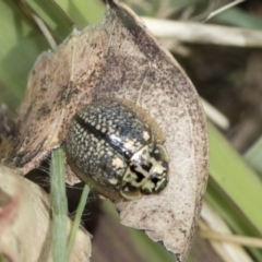 Paropsisterna decolorata at Undefined Area - 3 Feb 2023 09:57 AM