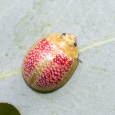 Paropsisterna fastidiosa (Eucalyptus leaf beetle) at Higgins, ACT - 3 Feb 2023 by AlisonMilton