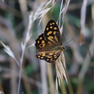 Heteronympha paradelpha at Cook, ACT - 10 Feb 2023