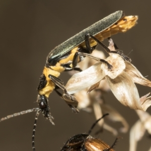 Chauliognathus lugubris at Higgins, ACT - 3 Feb 2023