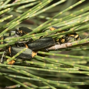 Chauliognathus lugubris at Higgins, ACT - 3 Feb 2023