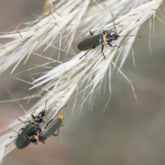 Chauliognathus lugubris at Higgins, ACT - 3 Feb 2023