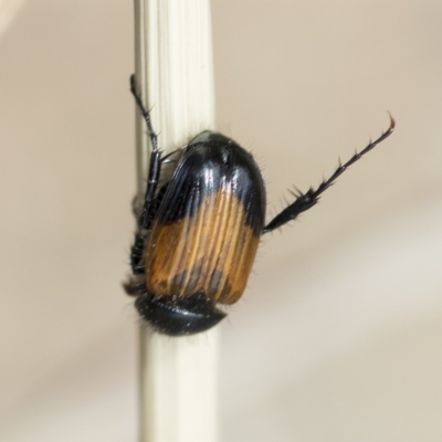 Phyllotocus navicularis (Nectar scarab) at Higgins, ACT - 3 Feb 2023 by AlisonMilton