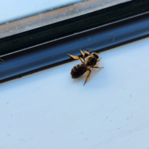 Lasioglossum (Chilalictus) bicingulatum at Molonglo Valley, ACT - 11 Feb 2023 10:57 AM