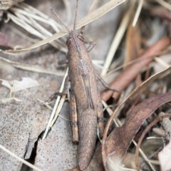 Pardillana limbata at Higgins, ACT - 3 Feb 2023 01:36 PM