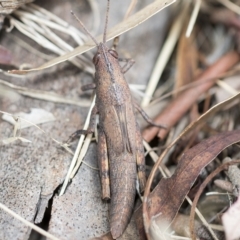 Pardillana limbata at Higgins, ACT - 3 Feb 2023