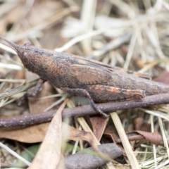 Pardillana limbata at Higgins, ACT - 3 Feb 2023