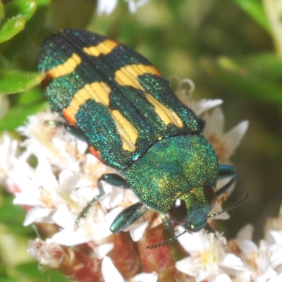 Castiarina flavoviridis (A jewel beetle) at Smiggin Holes, NSW - 8 Feb 2023 by Harrisi