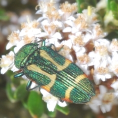 Castiarina flavoviridis at Smiggin Holes, NSW - 8 Feb 2023 03:53 PM