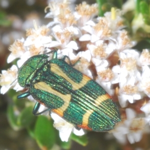 Castiarina flavoviridis at Smiggin Holes, NSW - 8 Feb 2023 03:53 PM