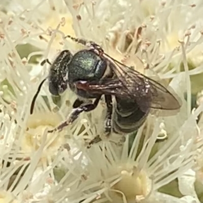 Lipotriches (Austronomia) phanerura (Halictid Bee) at Dulwich Hill, NSW - 24 Jan 2023 by JudeWright