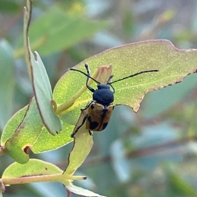 Cadmus (Cadmus) litigiosus (Leaf beetle) at Mount Fairy, NSW - 11 Feb 2023 by SteveBorkowskis