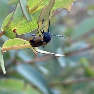 Cadmus (Cadmus) litigiosus at Mount Fairy, NSW - 11 Feb 2023