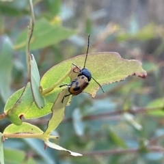 Cadmus (Cadmus) litigiosus at Mount Fairy, NSW - 11 Feb 2023