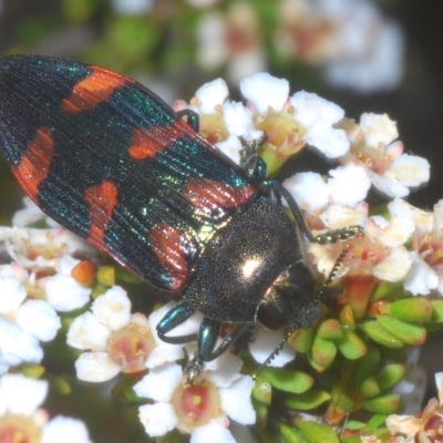 Castiarina helmsi (A jewel beetle) at Kosciuszko National Park - 8 Feb 2023 by Harrisi