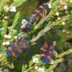 Castiarina helmsi at Wilsons Valley, NSW - 8 Feb 2023